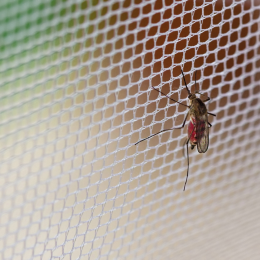 Pour la moustiquaire